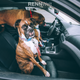 Illustration for article titled The Worlds Fastest Dog Rescue Vehicle - Julianns E46 Touring